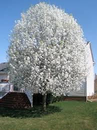 Pyrus calleryana 'Bradford' Standard Bradford Pear - 24" Box