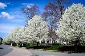 Pyrus calleryana 'Bradford' Standard Bradford Pear - 24" Box