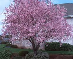 Prunus cerasifera ' Flowering Plum ' - 15 Gallon