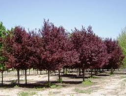 Prunus cerasifera ' Flowering Plum ' - 15 Gallon