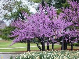 Cercis canadensis 'Forest Pansy' Eastern Redbud 'Forest Pansy' - 15 Gallon Standard