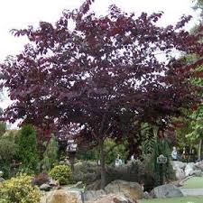 Cercis canadensis 'Forest Pansy' Eastern Redbud 'Forest Pansy' - 15 Gallon Standard