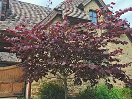 Cercis canadensis 'Forest Pansy' Eastern Redbud 'Forest Pansy' - 15 Gallon Standard