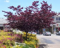 Cercis canadensis 'Forest Pansy' Eastern Redbud 'Forest Pansy' - 15 Gallon Standard