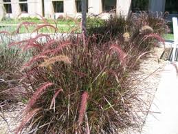 Pennisetum setaceum 'Rubrum' ('Cupreum') Red Fountain Grass - 5 Gallon