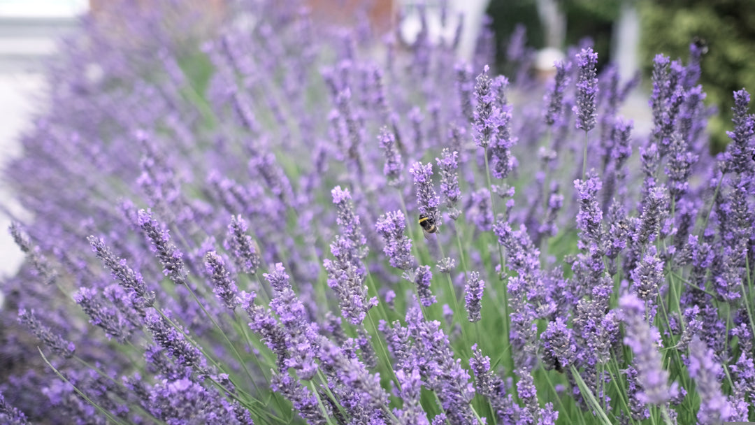 French Lavender Gray Leaves  - 5 Gallon