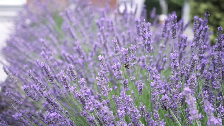 French Lavender Gray Leaves  - 5 Gallon