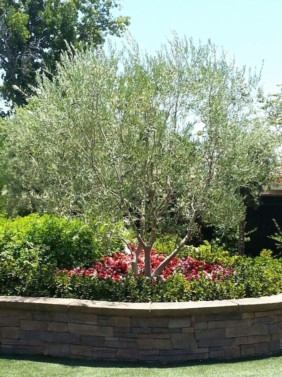 Olea europaea 'Wilsoni' Fruitless Olive - 24" Box  