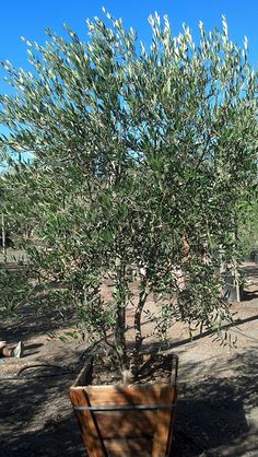 Olea europaea 'Wilsoni' Fruitless Olive - 24" Box  