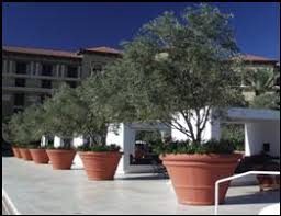 Olea europaea 'Wilsoni' Fruitless Olive - 24" Box  