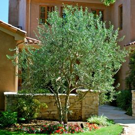 Olea europaea 'Wilsoni' Fruitless Olive - 24" Box  