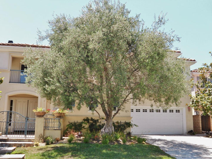 Olea europaea 'Wilsoni' Fruitless Olive - 24" Box  