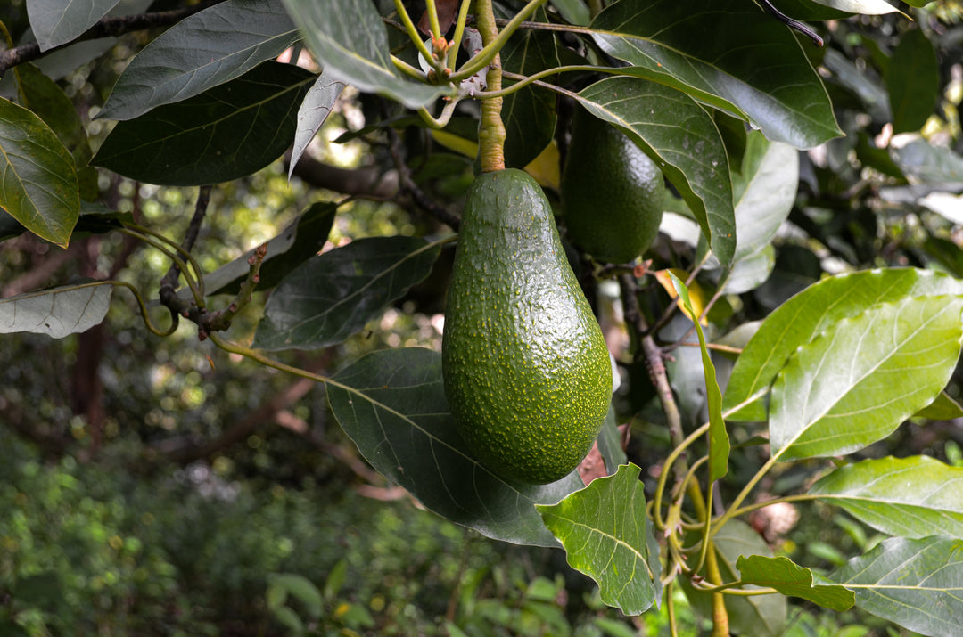 Fuerte Avocado Tree - 15 Gallon