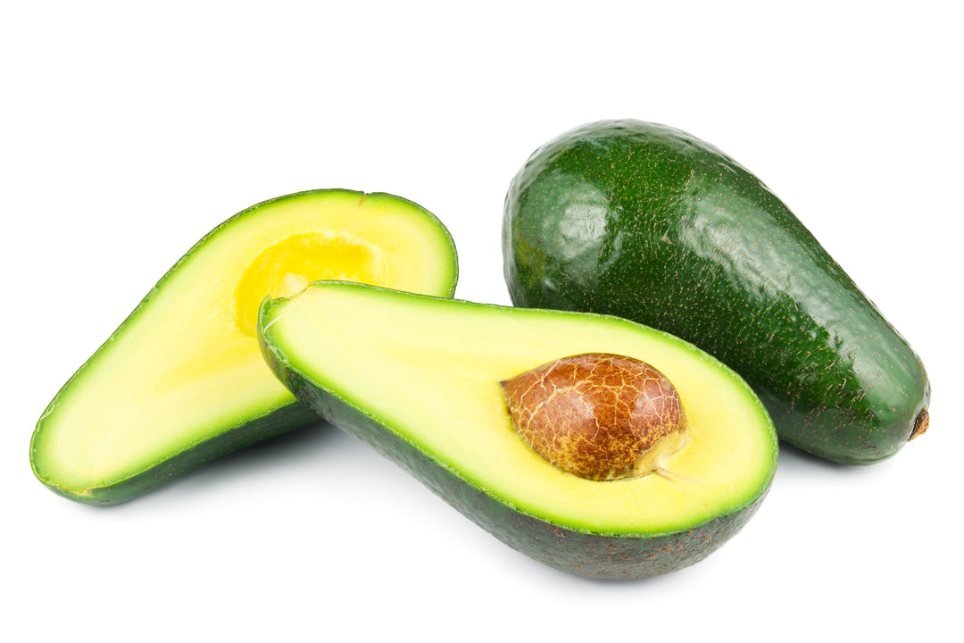 Fuerte Avocado Tree - 15 Gallon