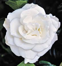 Gardenia 'Mystery' - 5 Gallon