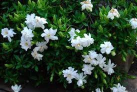 Gardenia 'Mystery' - 5 Gallon