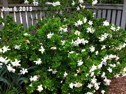 Gardenia 'Mystery' - 5 Gallon