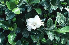 Gardenia 'Mystery' - 5 Gallon