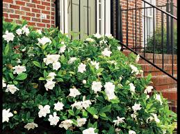 Gardenia 'Mystery' - 5 Gallon