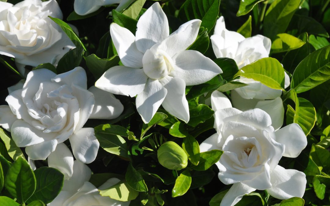 Gardenia 'Mystery' - 5 Gallon