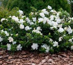Gardenia 'Mystery' - 5 Gallon