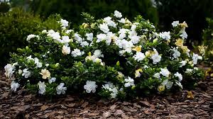 Gardenia 'Veitchii' - 5 Gallon