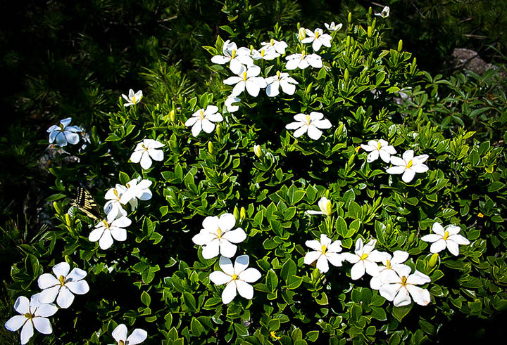 Gardenia 'Veitchii' - 5 Gallon