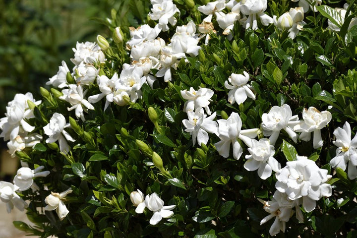 Gardenia 'Veitchii' - 5 Gallon
