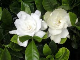 Gardenia 'Veitchii' - 5 Gallon