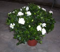 Gardenia 'Veitchii' - 5 Gallon