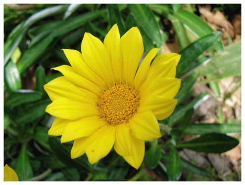 Gazania Yellow - Flat