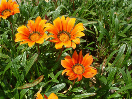 Gazania Fiesta Red - Flat