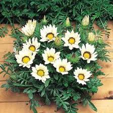 Gazania White - Flat