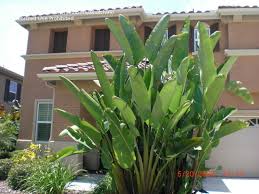 Strelitzia nicolai Giant Bird of Paradise - 15 Gallon
