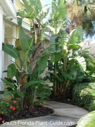 Strelitzia nicolai Giant Bird of Paradise - 15 Gallon