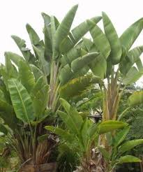 Strelitzia nicolai Giant Bird of Paradise - 15 Gallon