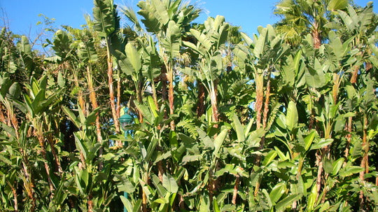 Strelitzia nicolai Giant Bird of Paradise - 15 Gallon