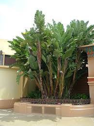 Strelitzia nicolai Giant Bird of Paradise - 15 Gallon