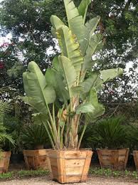Strelitzia nicolai Giant Bird of Paradise - 15 Gallon