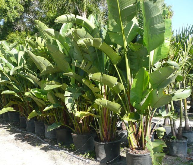 Strelitzia nicolai Giant Bird of Paradise - 15 Gallon