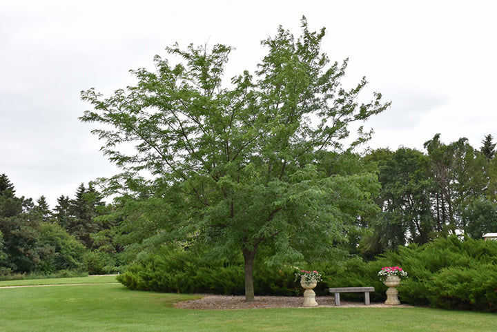 Gleditsia triacanthos 'Honey Locust' - 15 Gallon Standard