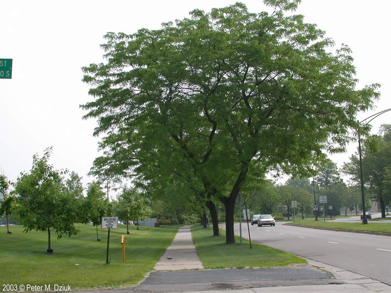 Gleditsia triacanthos 'Honey Locust' - 15 Gallon Standard