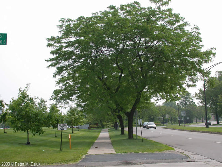 Gleditsia triacanthos 'Honey Locust' - 15 Gallon Standard
