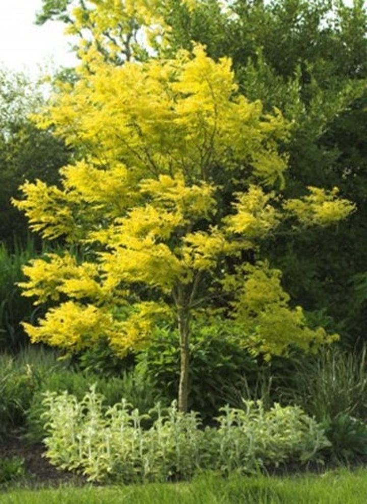 Gleditsia triacanthos 'Honey Locust' - 15 Gallon Standard