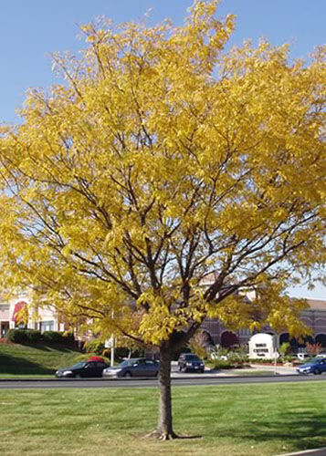 Gleditsia triacanthos 'Honey Locust' - 15 Gallon Standard