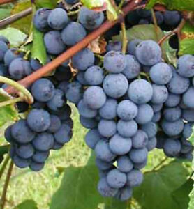 Grapes 'Concord Seedless' (Vine Type) - 15 Gallon