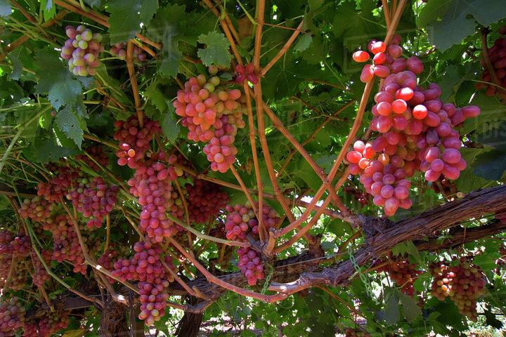 Grapes 'Crimson Seedless' (Vine Type) - 15 Gallon
