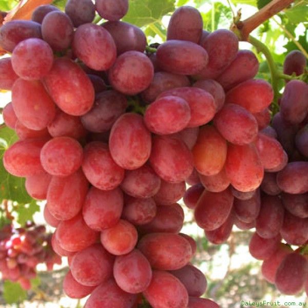 Grapes 'Crimson Seedless' (Vine Type) - 15 Gallon