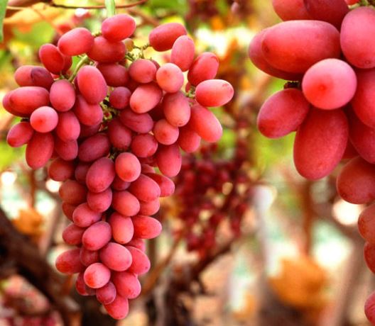 Grapes 'Crimson Seedless' (Vine Type) - 15 Gallon