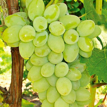 Grapes 'Thompson Seedless' (Vine Type) - 15 Gallon